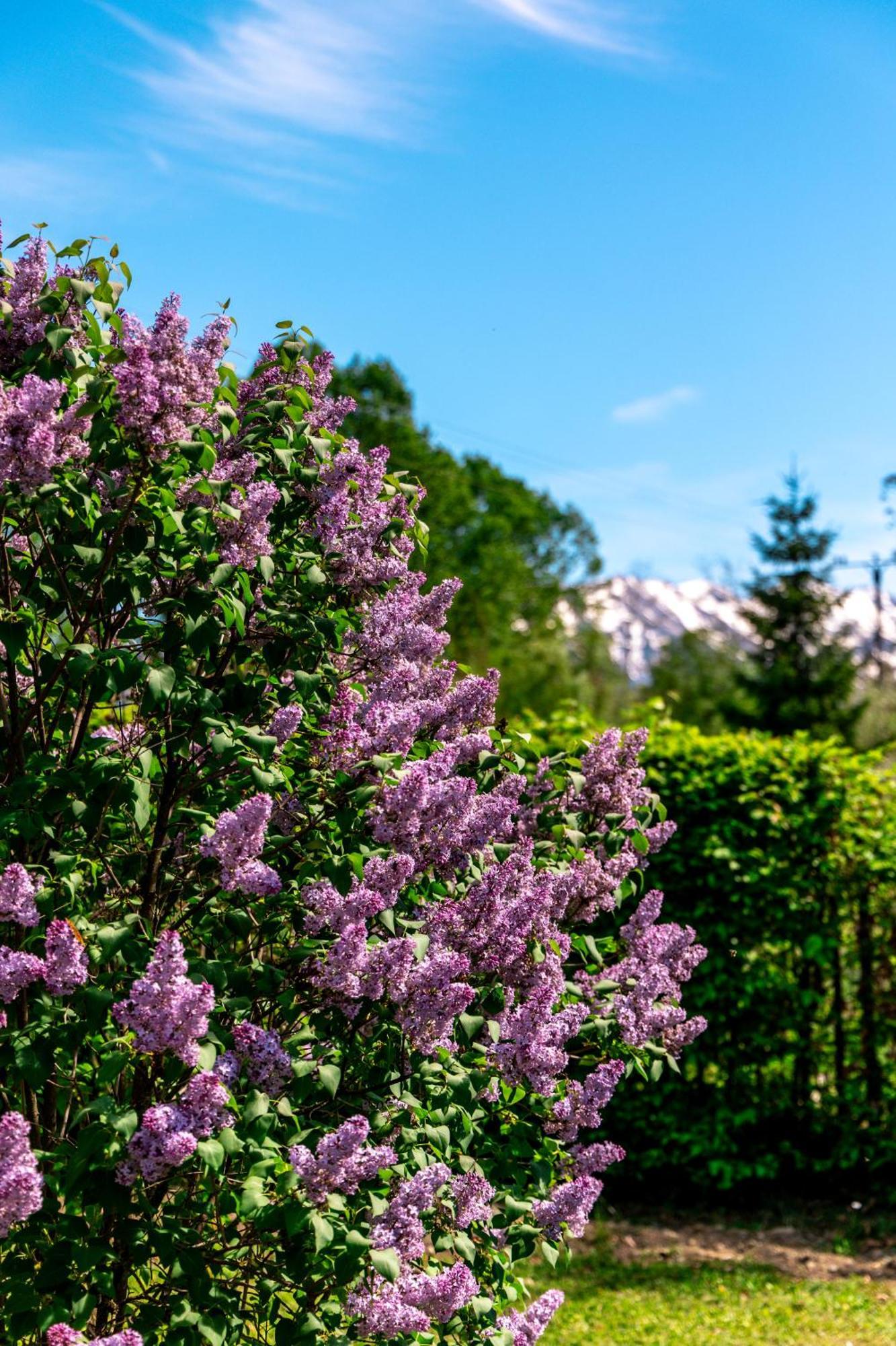 Gasthof Pensiunea Poiana Avrigului 4*